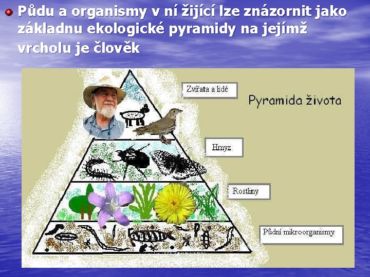 Půdu a organismy v ní žijící lze znázornit jako základnu ekologické pyramidy na jejímž