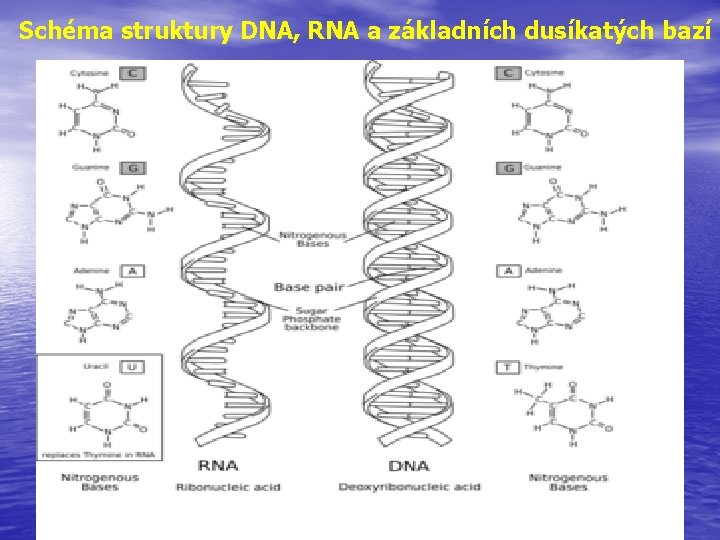 Schéma struktury DNA, RNA a základních dusíkatých bazí 
