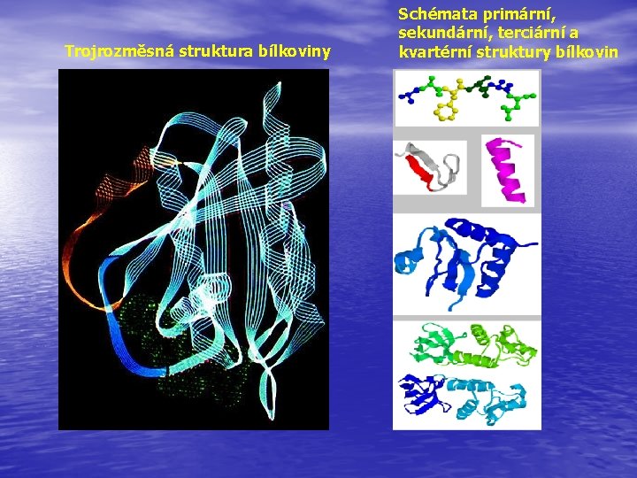 Trojrozměsná struktura bílkoviny Schémata primární, sekundární, terciární a kvartérní struktury bílkovin 