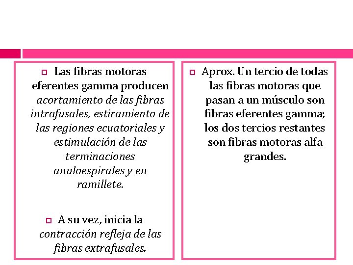 Las fibras motoras eferentes gamma producen acortamiento de las fibras intrafusales, estiramiento de las