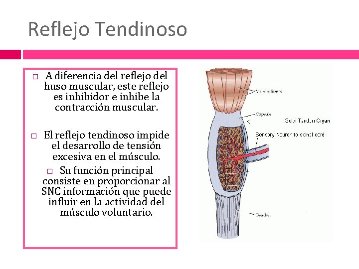 Reflejo Tendinoso A diferencia del reflejo del huso muscular, este reflejo es inhibidor e
