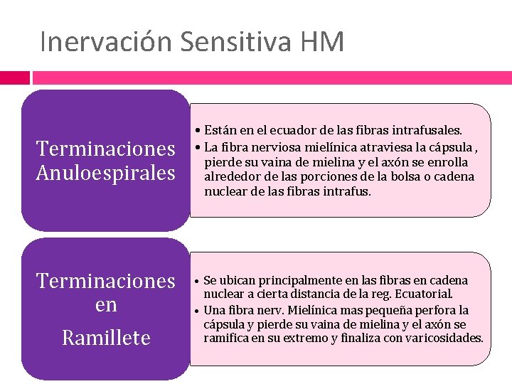 Inervación Sensitiva HM Terminaciones Anuloespirales • Están en el ecuador de las fibras intrafusales.