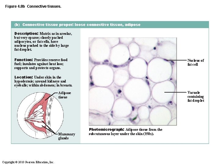 Figure 4. 8 b Connective tissues. (b) Connective tissue proper: loose connective tissue, adipose