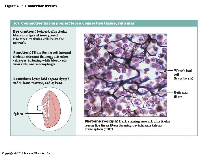 Figure 4. 8 c Connective tissues. (c) Connective tissue proper: loose connective tissue, reticular