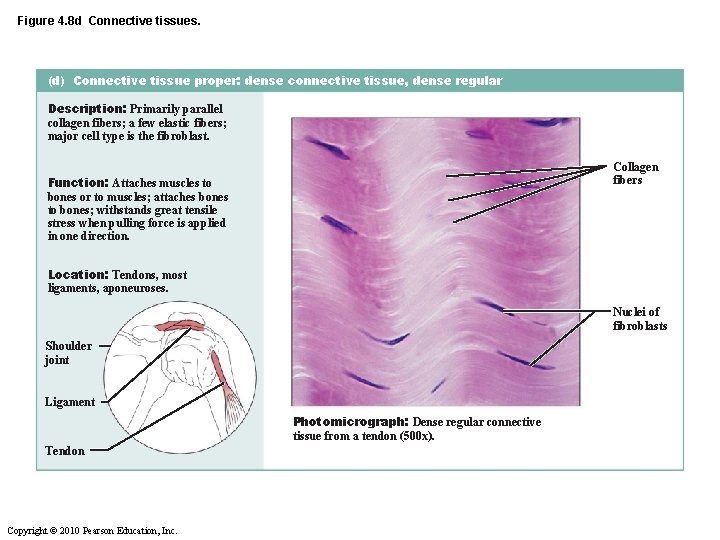 Figure 4. 8 d Connective tissues. (d) Connective tissue proper: dense connective tissue, dense