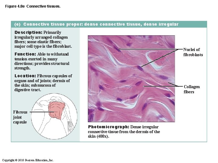 Figure 4. 8 e Connective tissues. (e) Connective tissue proper: dense connective tissue, dense