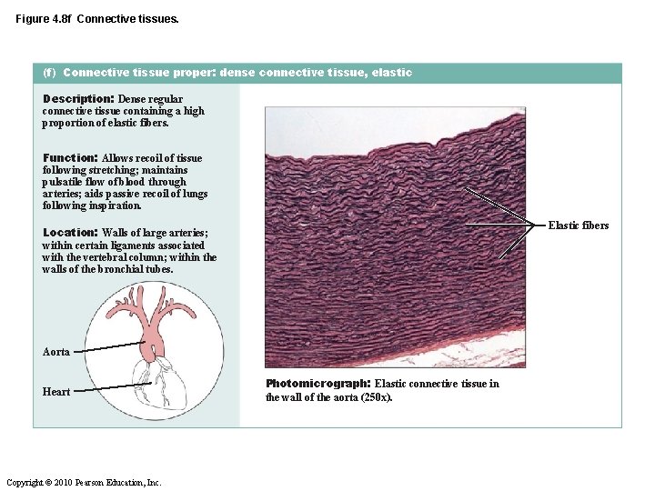 Figure 4. 8 f Connective tissues. (f) Connective tissue proper: dense connective tissue, elastic
