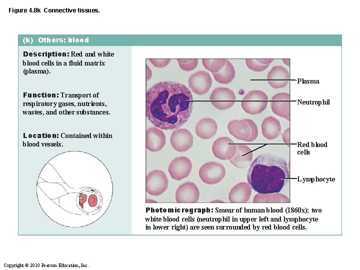 Figure 4. 8 k Connective tissues. (k) Others: blood Description: Red and white blood