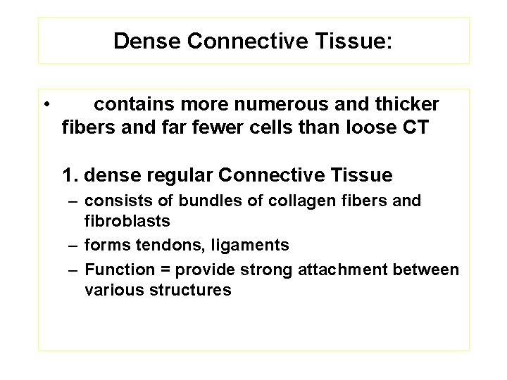 Dense Connective Tissue: • contains more numerous and thicker fibers and far fewer cells