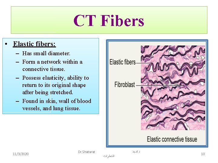 CT Fibers • Elastic fibers: – Has small diameter. – Form a network within