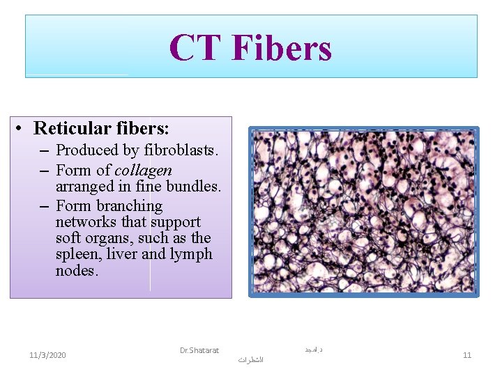 CT Fibers • Reticular fibers: – Produced by fibroblasts. – Form of collagen arranged