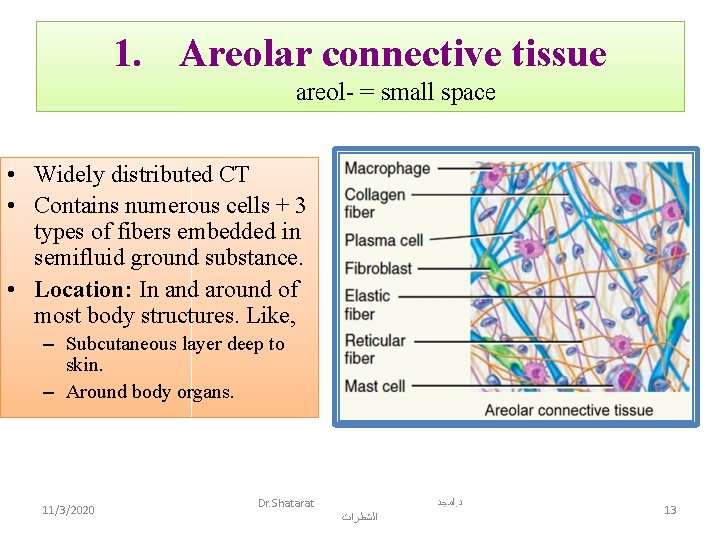 1. Areolar connective tissue areol- = small space • Widely distributed CT • Contains