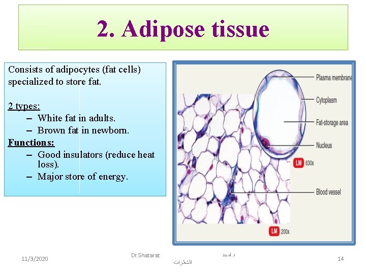 2. Adipose tissue Consists of adipocytes (fat cells) specialized to store fat. 2 types: