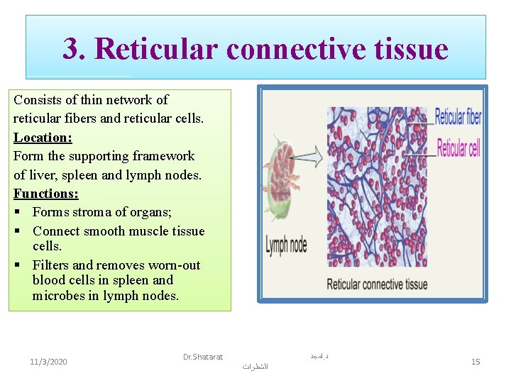 3. Reticular connective tissue Consists of thin network of reticular fibers and reticular cells.