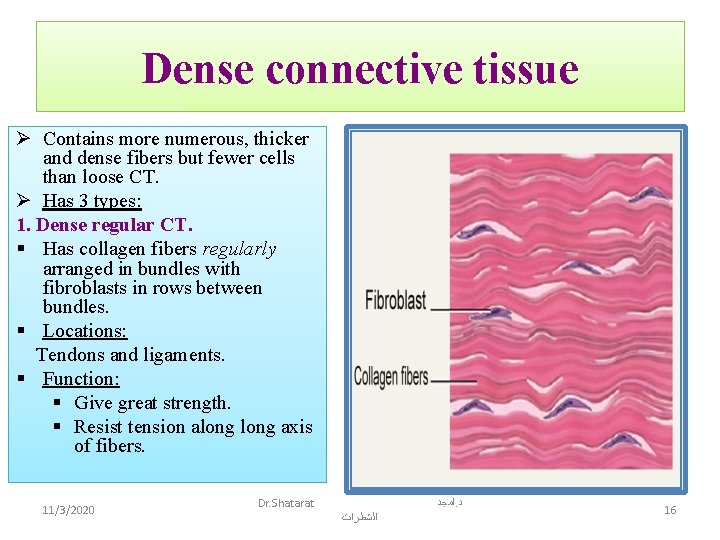 Dense connective tissue Ø Contains more numerous, thicker and dense fibers but fewer cells