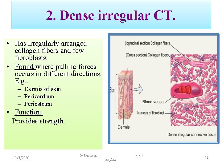 2. Dense irregular CT. • Has irregularly arranged collagen fibers and few fibroblasts. •