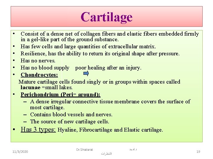 Cartilage • Consist of a dense net of collagen fibers and elastic fibers embedded