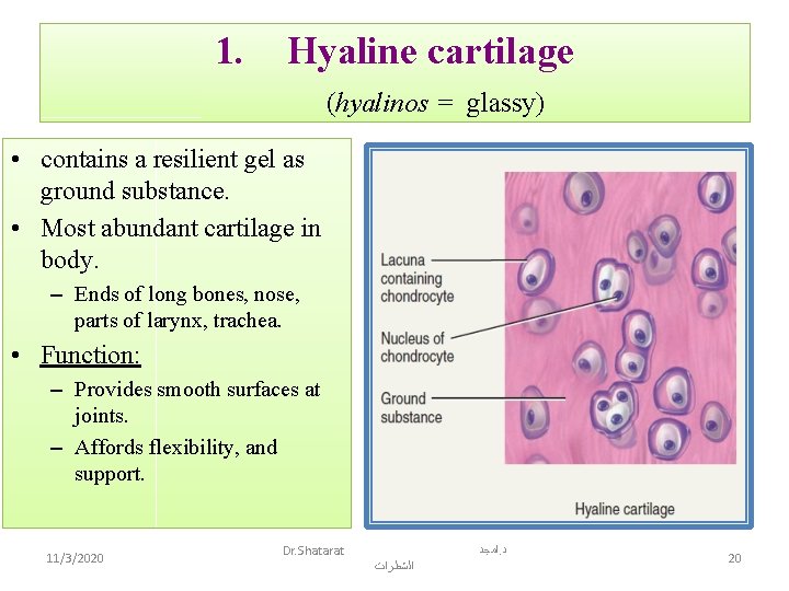 1. Hyaline cartilage (hyalinos = glassy) • contains a resilient gel as ground substance.