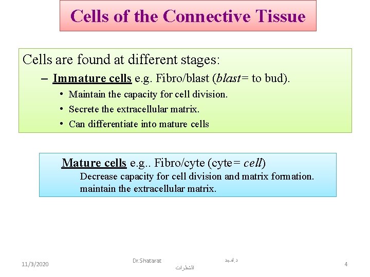 Cells of the Connective Tissue Cells are found at different stages: – Immature cells