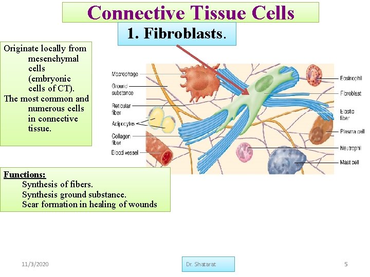 Connective Tissue Cells 1. Fibroblasts. Originate locally from mesenchymal cells (embryonic cells of CT).