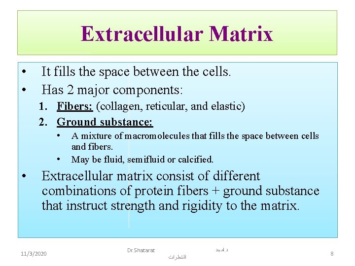 Extracellular Matrix • • It fills the space between the cells. Has 2 major