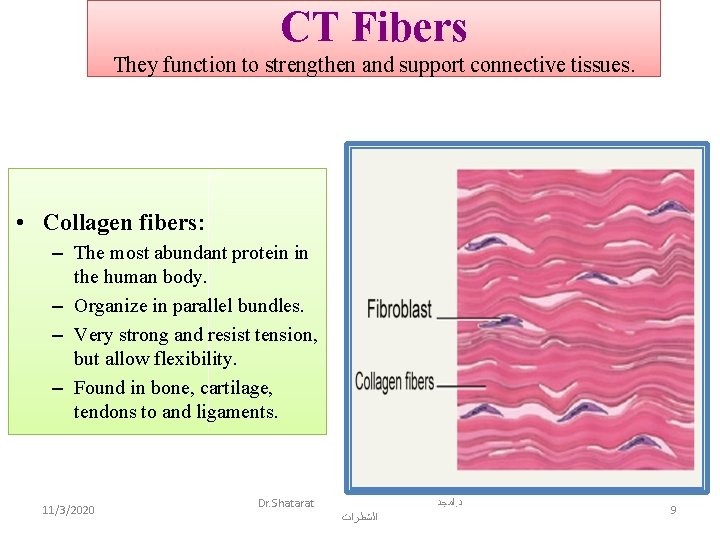 CT Fibers They function to strengthen and support connective tissues. • Collagen fibers: –