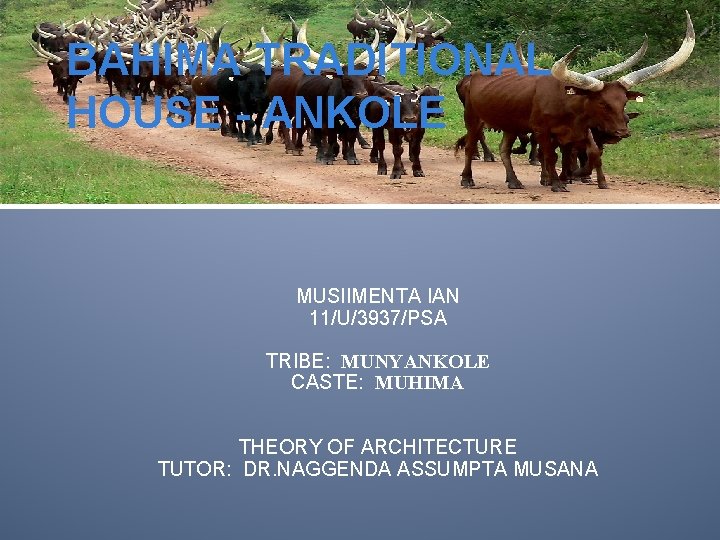 BAHIMA TRADITIONAL HOUSE - ANKOLE MUSIIMENTA IAN 11/U/3937/PSA TRIBE: MUNYANKOLE CASTE: MUHIMA THEORY OF