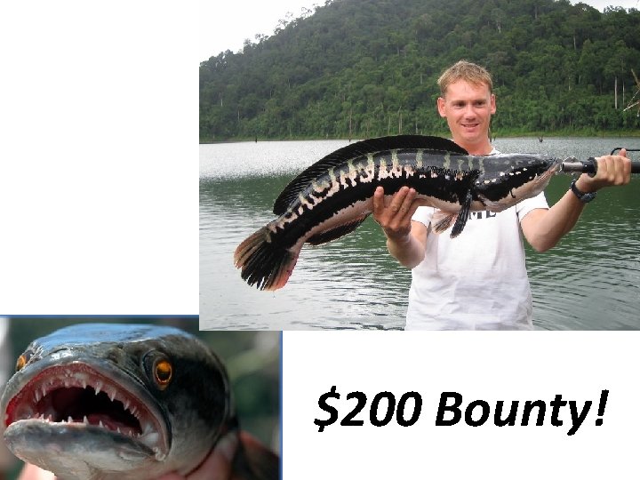 $200 Bounty! 