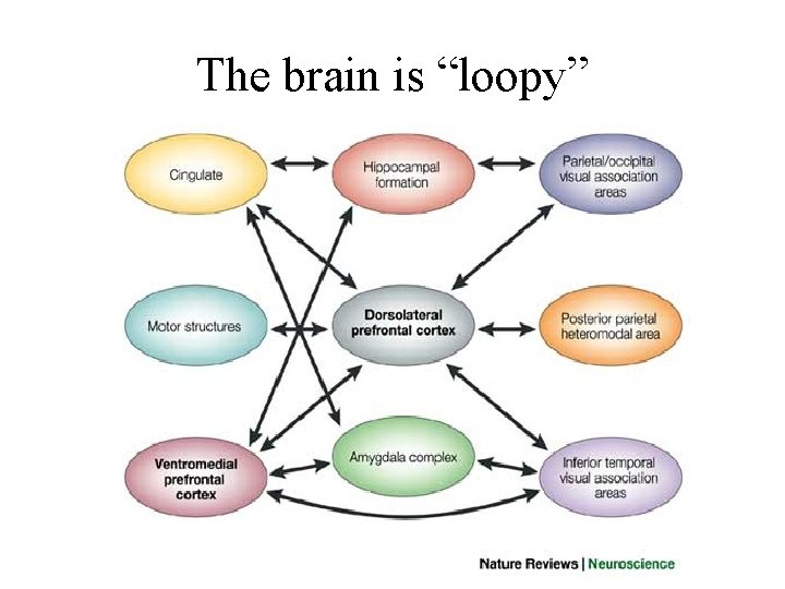 The brain is “loopy” 