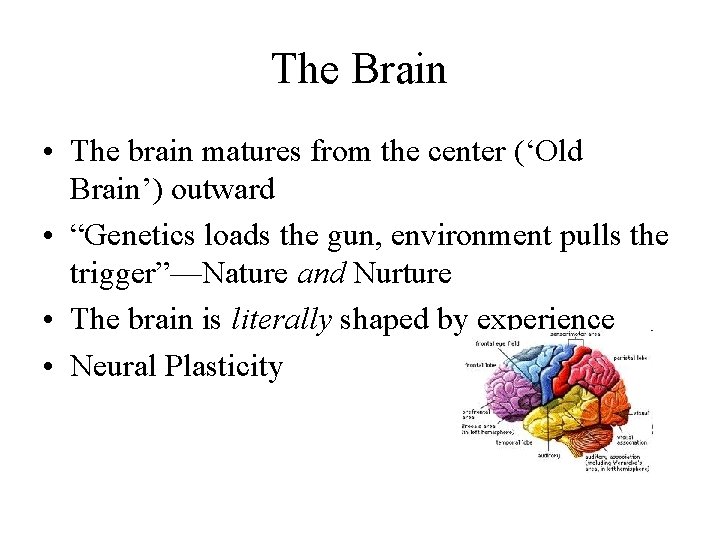 The Brain • The brain matures from the center (‘Old Brain’) outward • “Genetics