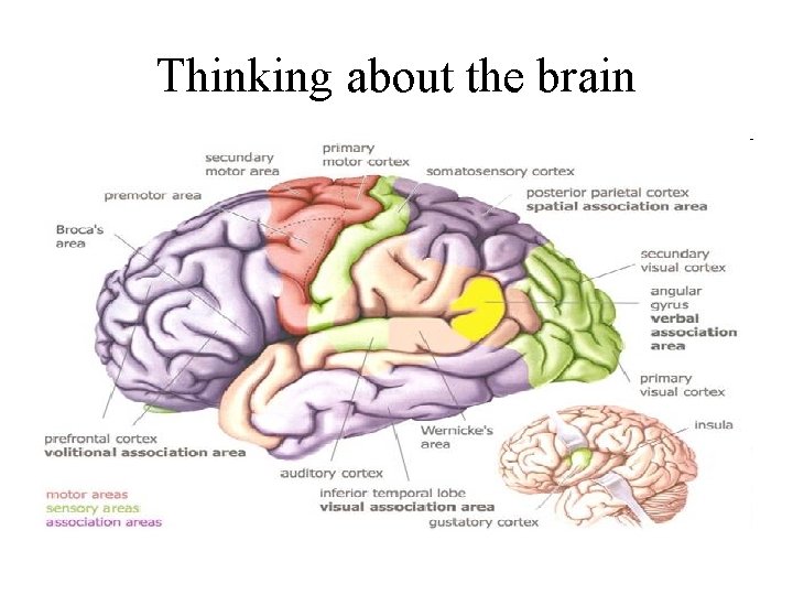 Thinking about the brain 