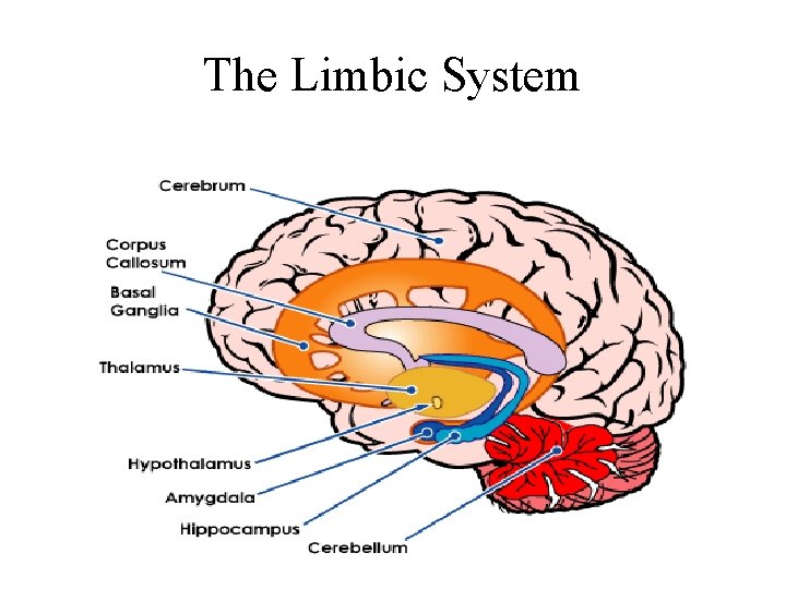 The Limbic System 