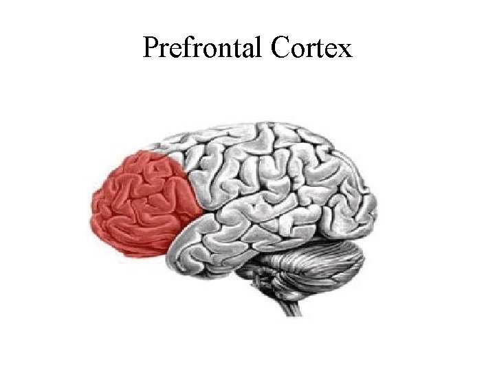 Prefrontal Cortex 