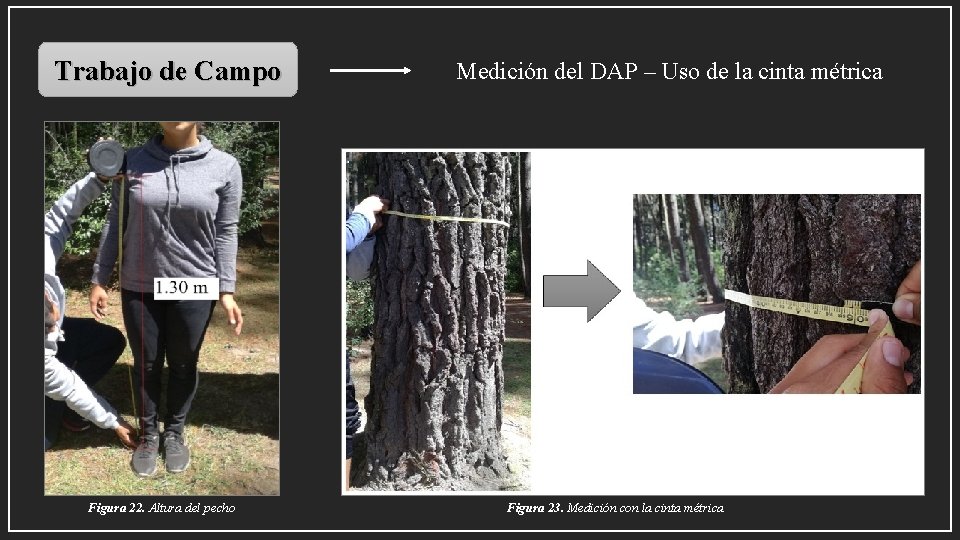 Trabajo de Campo Figura 22. Altura del pecho Medición del DAP – Uso de