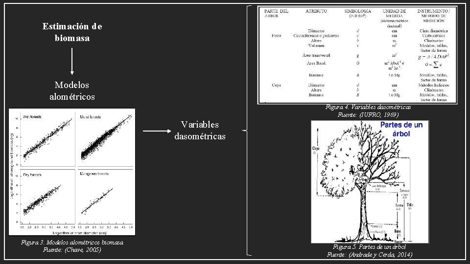 Estimación de biomasa Modelos alométricos Figura 4. Variables dasométricas Fuente: (IUFRO, 1969) Variables dasométricas