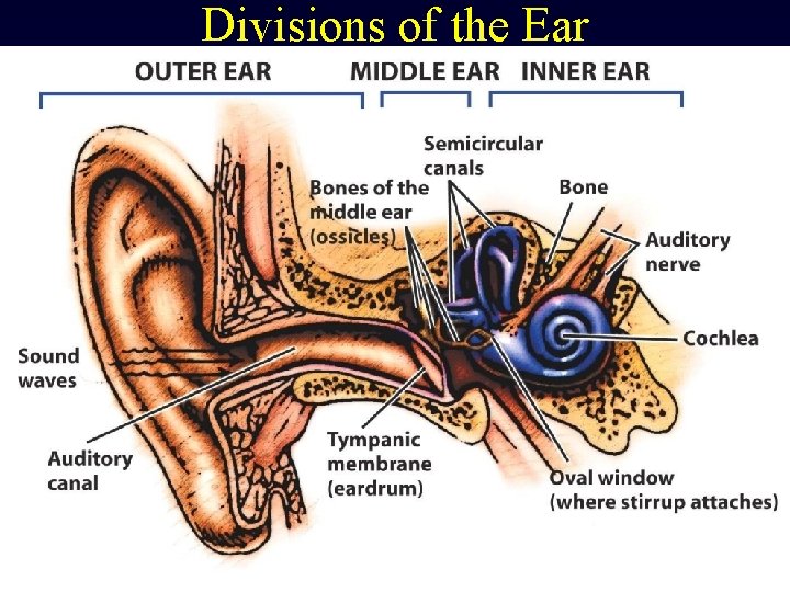 Divisions of the Ear 