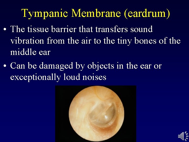 Tympanic Membrane (eardrum) • The tissue barrier that transfers sound vibration from the air