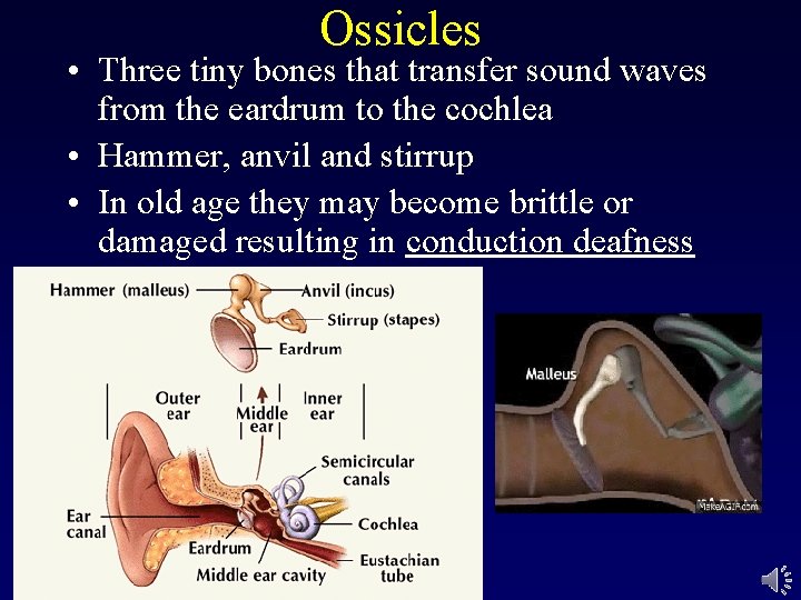 Ossicles • Three tiny bones that transfer sound waves from the eardrum to the