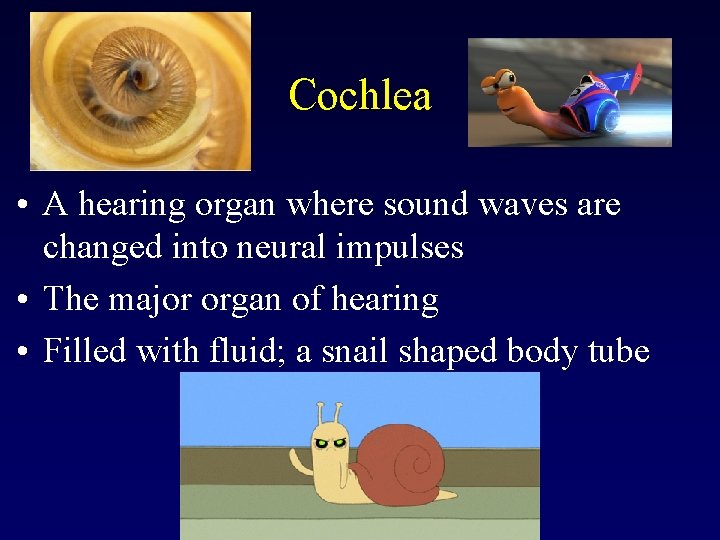 Cochlea • A hearing organ where sound waves are changed into neural impulses •