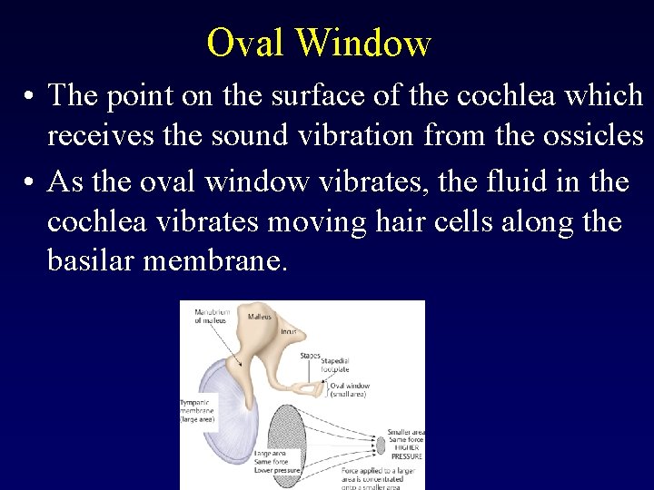 Oval Window • The point on the surface of the cochlea which receives the