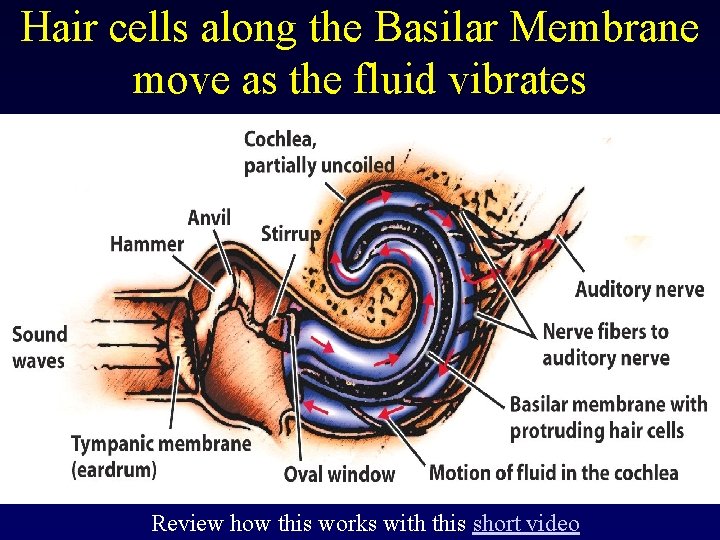 Hair cells along the Basilar Membrane move as the fluid vibrates Review how this