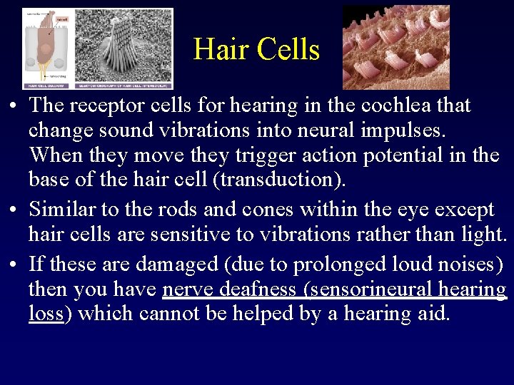 Hair Cells • The receptor cells for hearing in the cochlea that change sound