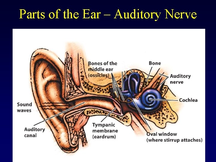 Parts of the Ear – Auditory Nerve 