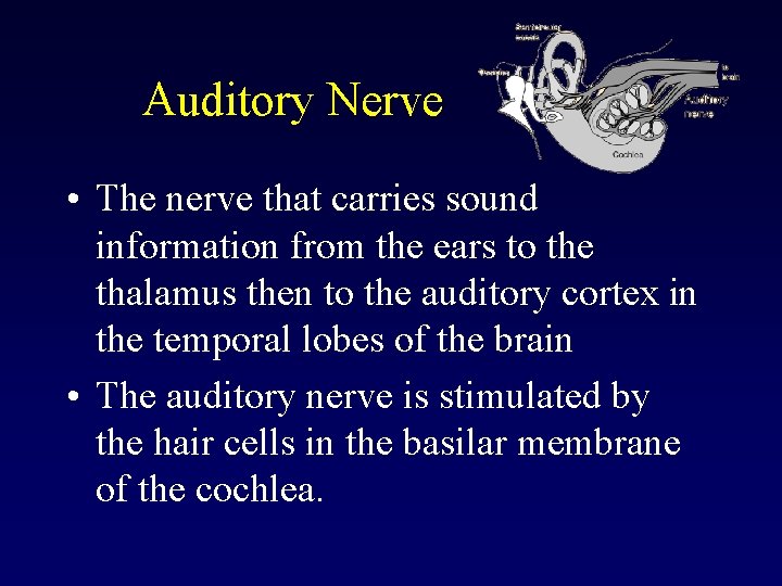 Auditory Nerve • The nerve that carries sound information from the ears to the