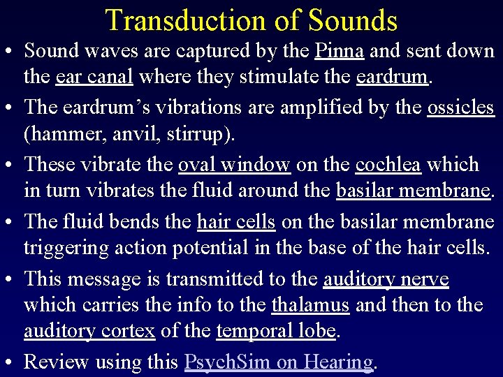 Transduction of Sounds • Sound waves are captured by the Pinna and sent down