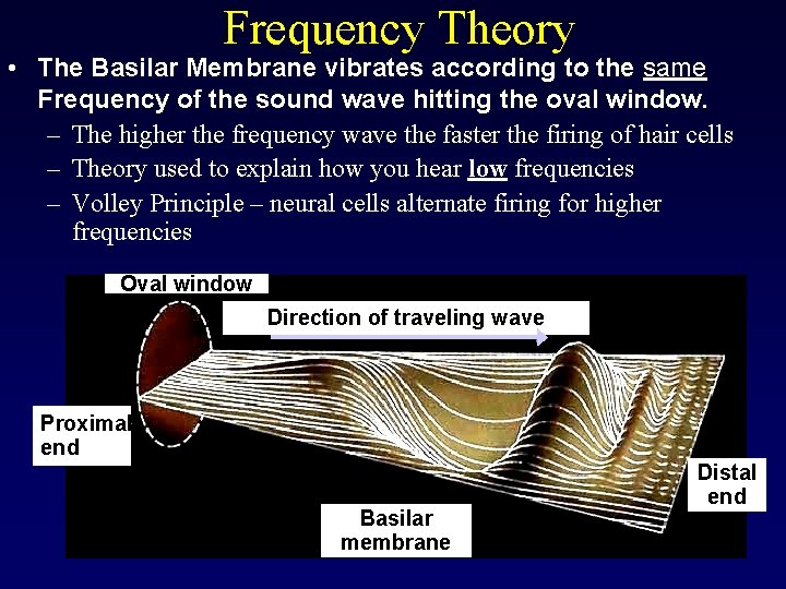 Frequency Theory • The Basilar Membrane vibrates according to the same Frequency of the