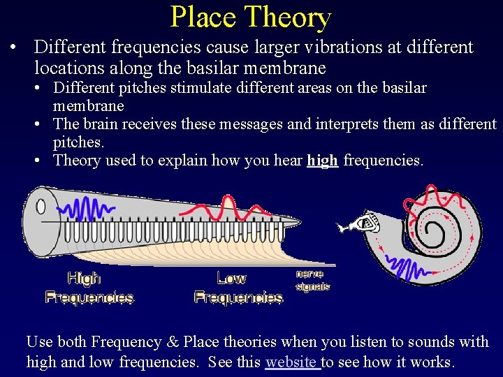 Place Theory • Different frequencies cause larger vibrations at different locations along the basilar