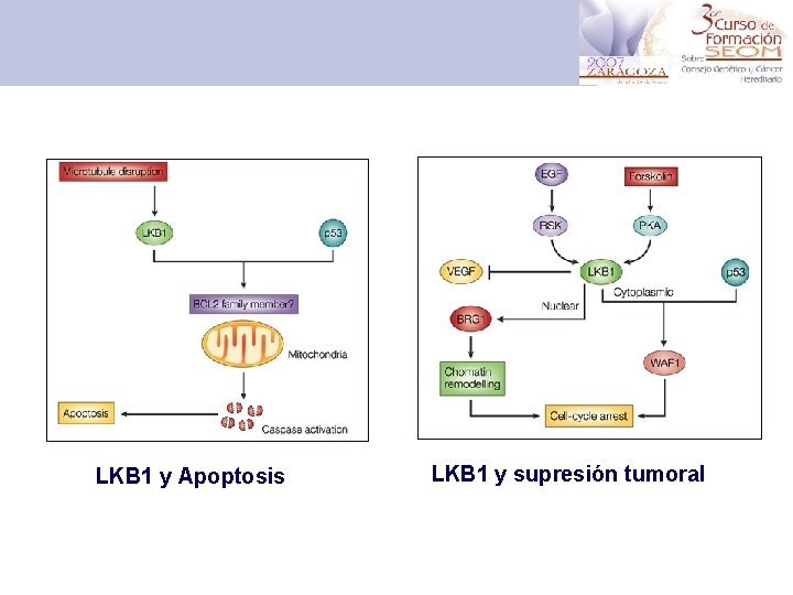 LKB 1 y Apoptosis LKB 1 y supresión tumoral 