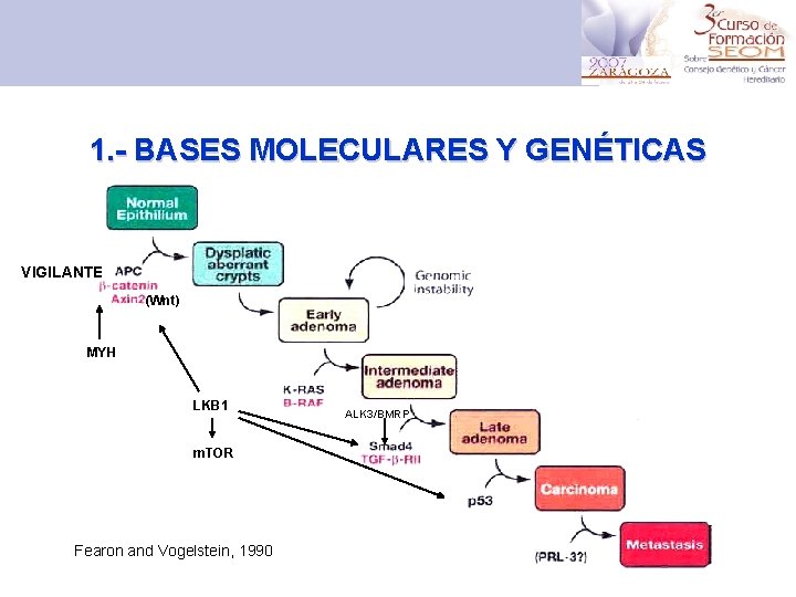 1. - BASES MOLECULARES Y GENÉTICAS VIGILANTE (Wnt) MYH LKB 1 m. TOR Fearon