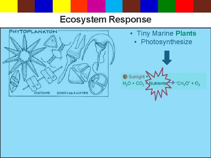 Ecosystem Response • Tiny Marine Plants • Photosynthesize 